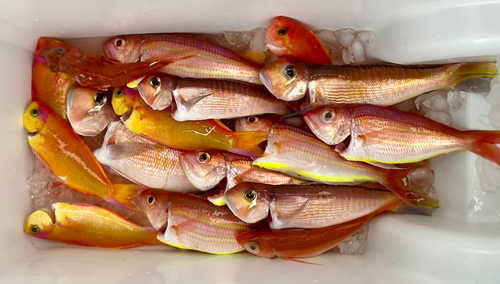 アマダイの釣果