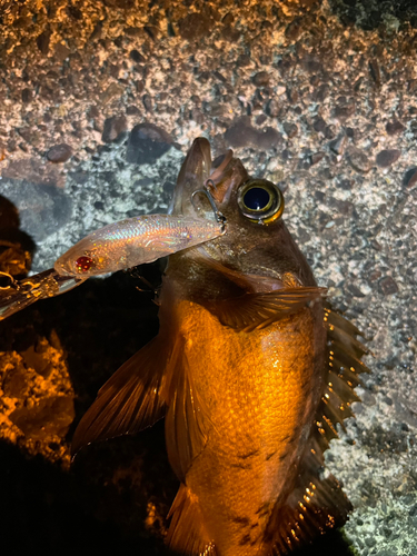 シロメバルの釣果