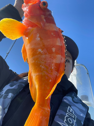 アカハタの釣果