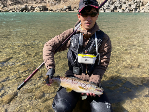 ブラウントラウトの釣果