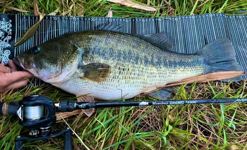 ブラックバスの釣果