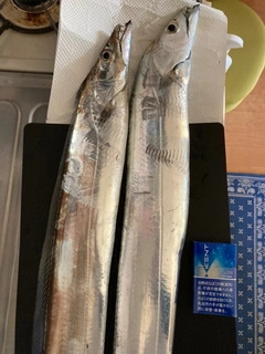 タチウオの釣果