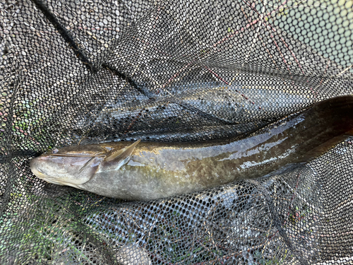 ナマズの釣果