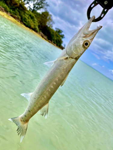 オニカマスの釣果