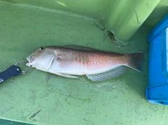 シロアマダイの釣果