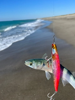 ボラの釣果