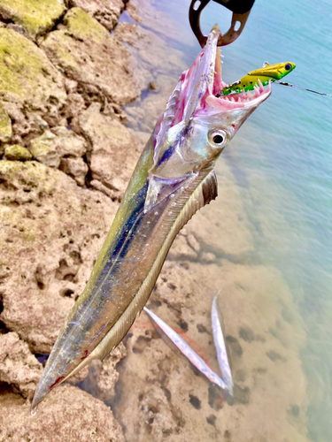 タチウオの釣果