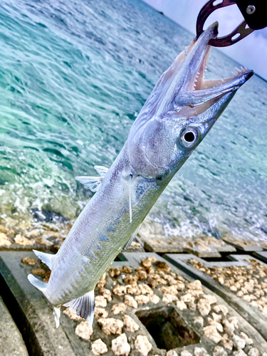 オニカマスの釣果