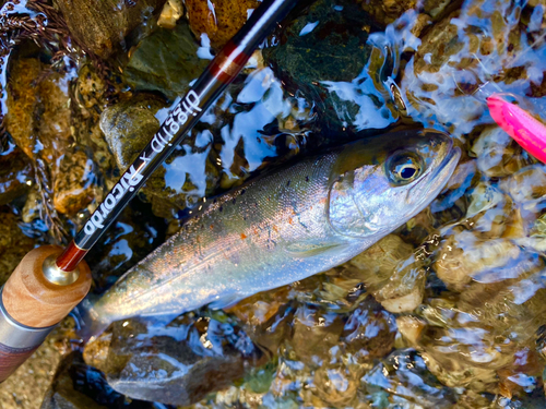 アマゴの釣果