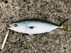 ハマチの釣果