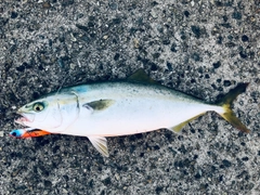 ハマチの釣果