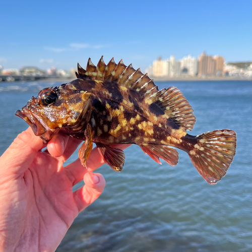 カサゴの釣果