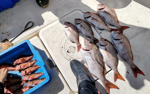 タイの釣果