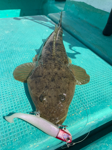 マゴチの釣果