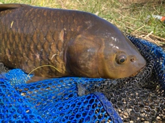 コイの釣果