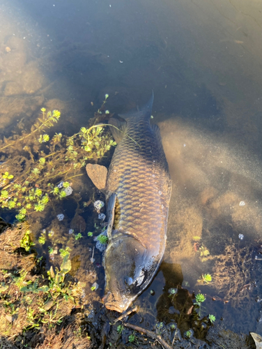 コイの釣果