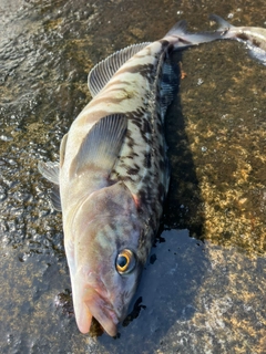 ホッケの釣果