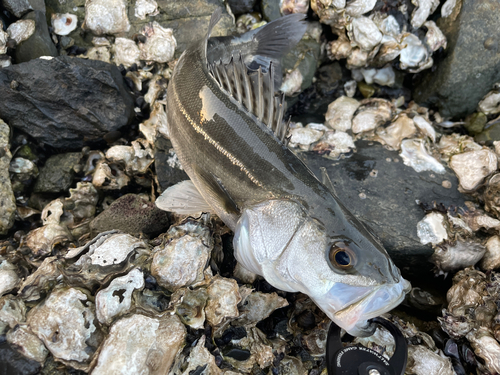 セイゴ（マルスズキ）の釣果