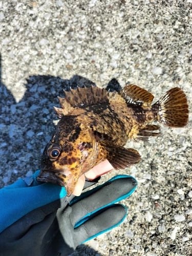 ムラソイの釣果