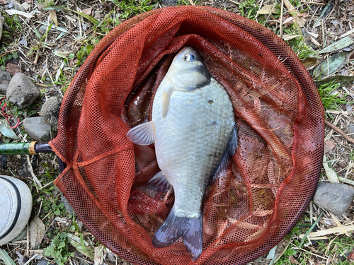 ヘラブナの釣果