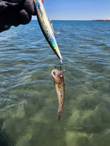 ハゼの釣果