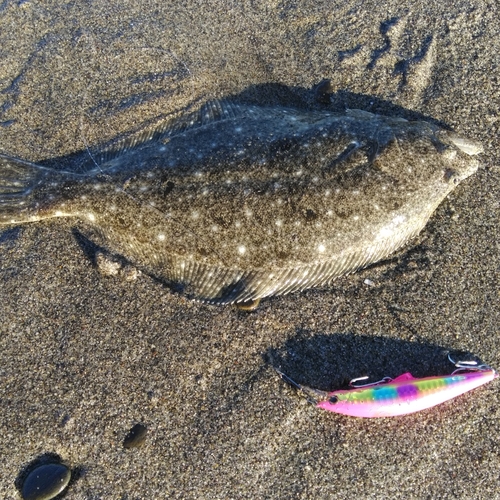 ソゲの釣果