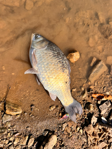 フナの釣果