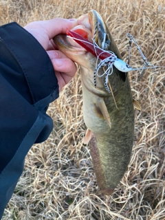 ニホンナマズの釣果