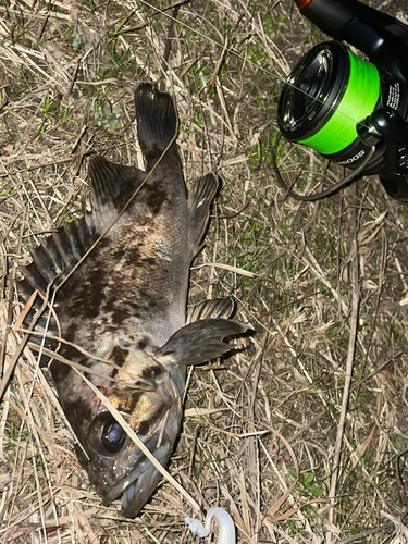 ソイの釣果