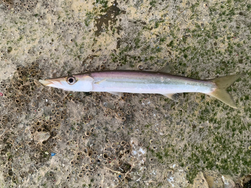 カマスの釣果