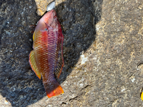 アカササノハベラの釣果