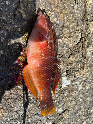 アカササノハベラの釣果