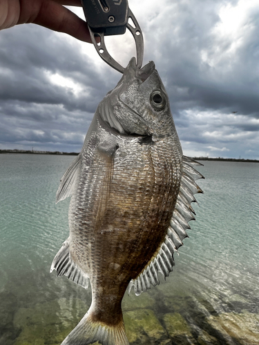 ミナミクロダイの釣果