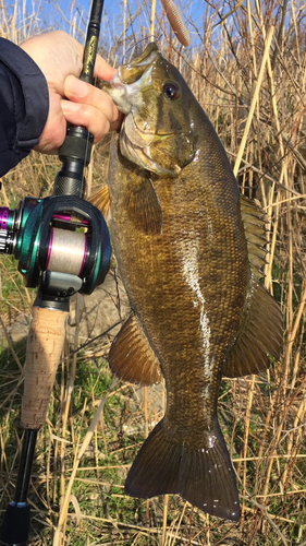 スモールマウスバスの釣果