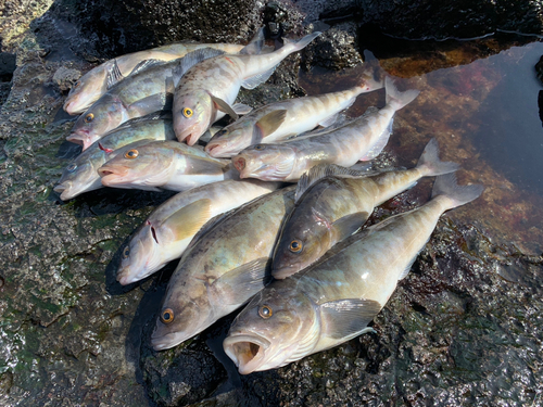 ホッケの釣果