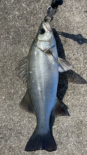 ヒラスズキの釣果