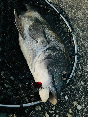 チヌの釣果