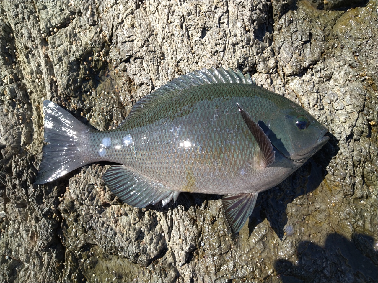 クチブトグレ