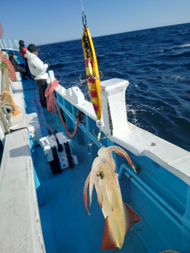 ホウボウの釣果