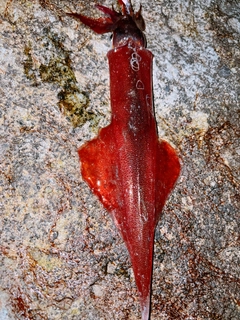 ヤリイカの釣果