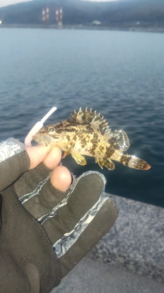 タケノコメバルの釣果