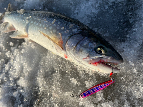 アメマスの釣果