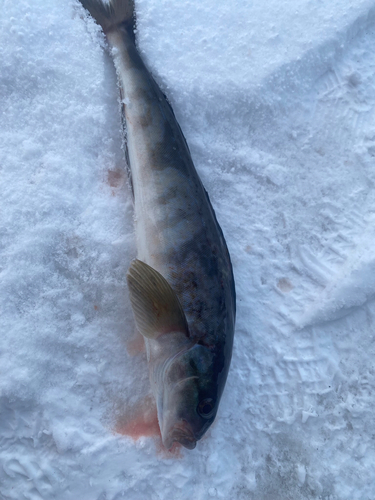 ホッケの釣果