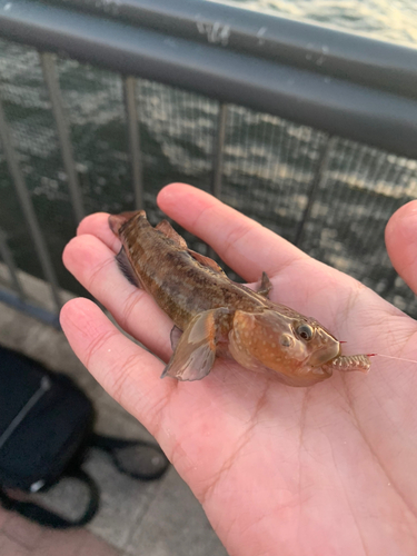 シモフリシマハゼの釣果