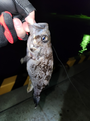 クロソイの釣果