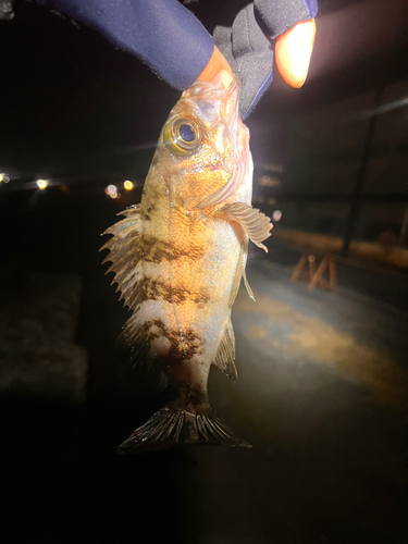 メバルの釣果