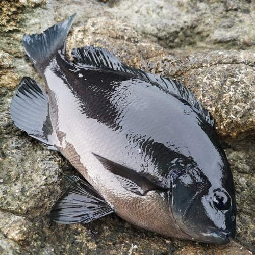 クチブトグレの釣果