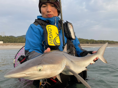 サメの釣果