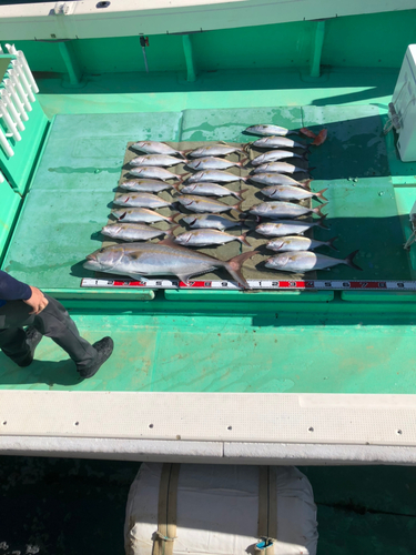 カンパチの釣果