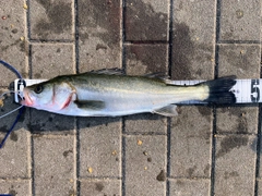 ハネ（ヒラスズキ）の釣果